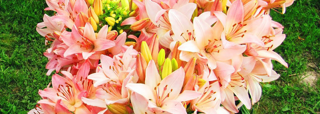 Лилии